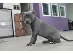 Adopt Sturgis a Labrador Retriever American Staffordshire Terrie