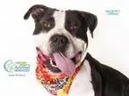 Adopt CLIFFORD a Bullmastiff