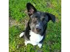 Adopt Georgia a Labrador Retriever