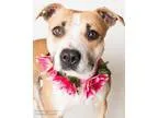 Adopt BLOSSOM a Pit Bull Terrier  Mixed dog in Sacramento CA (15