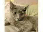 Adopt Charlotte the Russian Blue Baby a Russian Blue