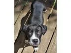 Adopt Guns a Black - with White Black Mouth Cur  Labrador Retrie