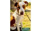 Adopt Hank a Black - with Brown Red Golden Orange or Chestnut Ro