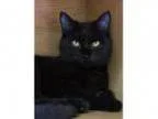 Adopt Leia at Pet Supplies Plus a Domestic Short Hair-black
