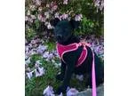 Adopt Leyla a Calico or Dilute Calico Domestic Shorthair (short 