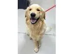 Adopt Cadbury a TanYellowFawn Golden Retriever  Mixed dog in BIR