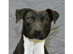 Adopt Rock a Rottweiler