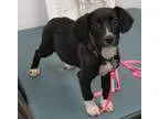 Adopt Toula a Black - with White Terrier (Unknown Type Small)  D