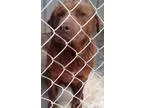 Adopt Bear a RedGoldenOrangeCh estnut Labrador Retriever  Mixed 