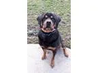 Adopt Maverick - Foster Needed a Black - with Tan Yellow or Fawn
