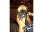 Adopt Truffles a Lhasa Apso