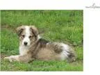 Adopt LOVE a Shepherd Australian Cattle Dog (Blue Heeler)