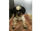Adopt Fella a Black - with White Shih Tzu  Lhasa Apso  Mixed dog