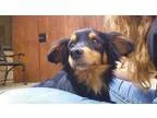 Adopt Snoop Dog a Dachshund