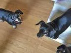 Adopt Ruby and Lucy a Dachshund