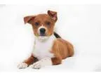 Adopt Bling a Hound