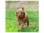 AUSTRALIAN LABRADOODLE PUPPIES Young litter of Australian labrad