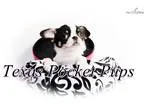 Chihuahua Apple head Extreme Paisley