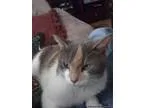Lost GreyWhiteBeige Small Cat named Gypsy