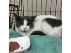 Adopt Tibbitts a Domestic Shorthair  Mixed cat in Saratoga Sprin
