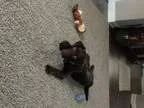 AKC Registered Chocolate Lab
