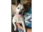 Adopt DeeDee a Jack Russell Terrier