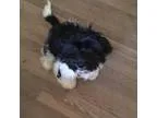 Adopt Derek in New England a Black - with White Lhasa Apso  Labr