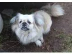 Adopt Luke a Golden Retriever