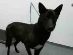 Adopt SASHA a German Shepherd Dog  Siberian Husky  Mixed dog in 