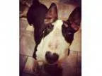 Adopt Shirley a Bull Terrier