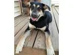 Adopt Willoughby a German Shepherd Dog