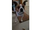 Adopt Babs a TanYellowFawn Terrier (Unknown Type Medium)  Boston