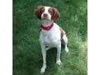 Adopt NYFinn a Brittany Spaniel