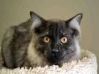 Adopt DUKE a Domestic Mediumhair  Mixed (medium coat) cat in Gra