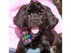 Adopt Dickens-PENDING a Shih Tzu Cocker Spaniel