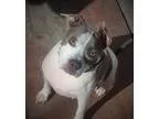 Adopt Diamond a Staffordshire Bull Terrier Bullmastiff