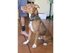 Adopt Kilo a Boxer