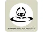 Adopt Hector a Domestic Shorthair  Mixed cat in Menands NY (1539