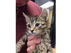 Adopt Dodger a Domestic Shorthair  Mixed (short coat) cat in Cin