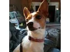 Adopt Valentine a TanYellowFawn - with White Rat Terrier  Terrie
