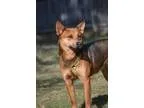 Adopt Blair a RedGoldenOrangeCh estnut - with Black German Sheph