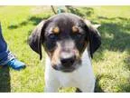 Adopt Saint a Labrador Retriever