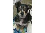 Adopt Rowlf a Tricolor (TanBrown and Black and White) German She