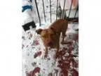 Adopt Levi a Pit Bull Terrier