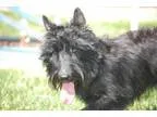 Adopt Sadie a Scottish Terrier Scottie