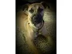 Adopt Fargo a TanYellowFawn - with Black Boxer  Labrador Retriev
