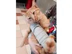 Found Orange Male Tabby Cat