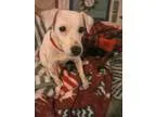 Adopt Dutch a Jack Russell Terrier  Mixed dog in Forest Lake MN 