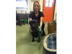 Adopt Pauline a Black Labrador Retriever  Mixed dog in Pensacola