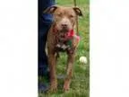 Adopt Destiny Diva- FREE DAY CARE a BrownChocolate American Pit